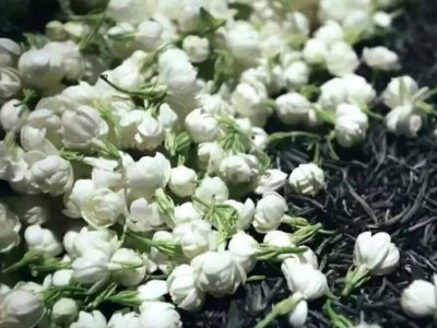 喝茶治口臭嗎，什么茶治口臭好？