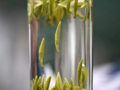 茶葉的專業(yè)知識(shí)，關(guān)于茶的基本知識(shí)大全