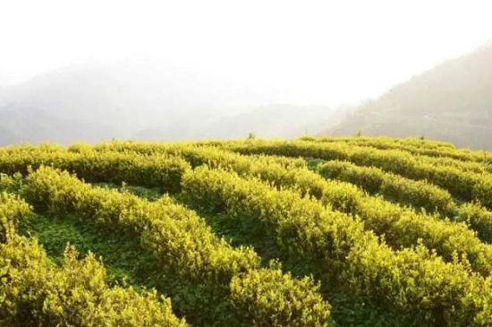 黃金茶的功效及禁忌癥，黃金茶有什么副作用嗎？