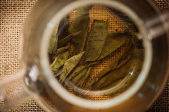 苦丁茶副作用，苦丁可以經(jīng)常喝嗎？