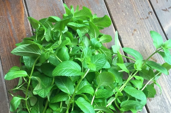 薄荷茶的功效與作用，喝薄荷茶有什么好處？