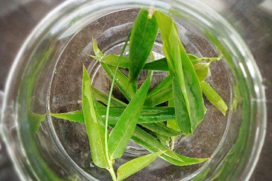 竹葉茶的禁忌，竹葉泡茶的功效禁忌