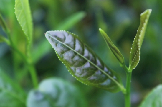 綠茶第一泡要倒掉嗎，為什么綠茶第一泡不喝？