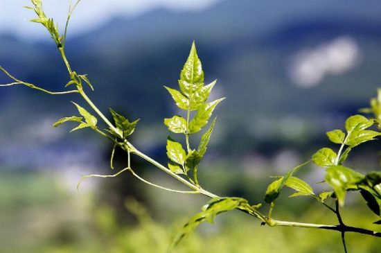 莓茶為什么先苦后甜回甘，莓茶口感怎么樣？