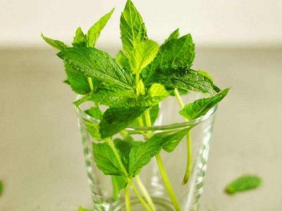 喝茶治口臭嗎，什么茶治口臭好？