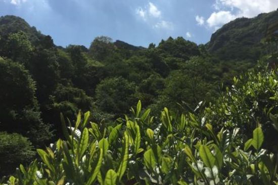 六安瓜片適合什么人喝，六安瓜片的功效與禁忌