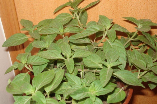 薄荷茶的功效與作用，喝薄荷茶有什么好處？