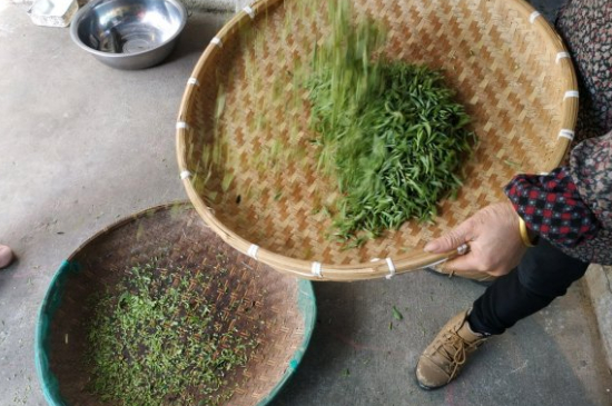 炒青茶為什么便宜，炒青綠茶好喝嗎？