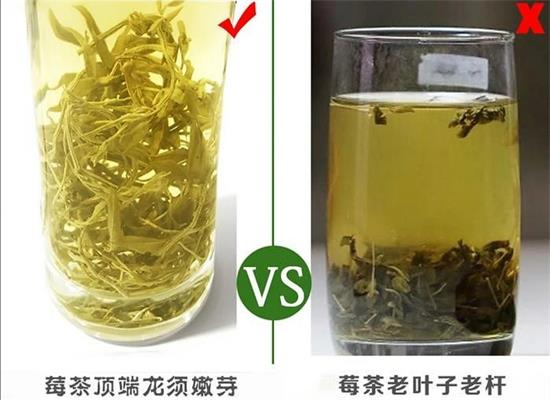 張家界茅巖莓茶與藤茶是同一種茶嗎，藤茶跟莓茶一不一樣？