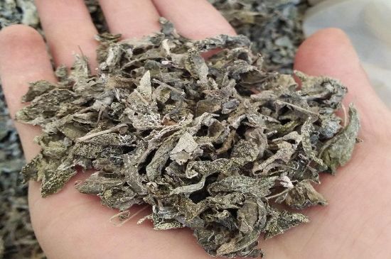 張家界莓茶真假對比，野生莓茶的鑒別方法