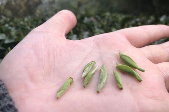 春茶季怎么辨別白毫銀針的好壞，好的白毫銀針如何選購？