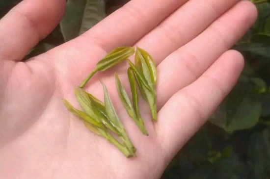 炒青茶為什么便宜，炒青綠茶好喝嗎？