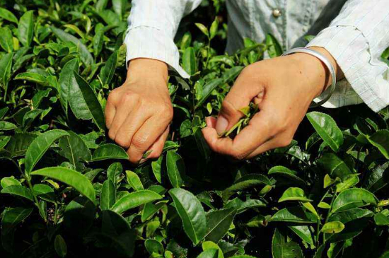 采茶的方法與步驟，如何正確采摘茶葉？