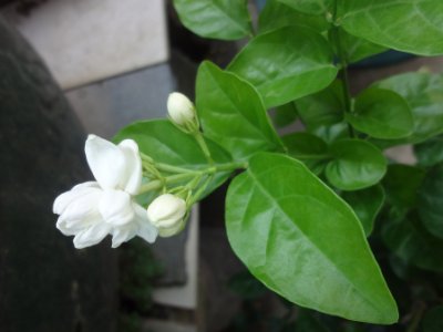 茉莉和什么一起泡最好，茉莉茶有幾種搭配？