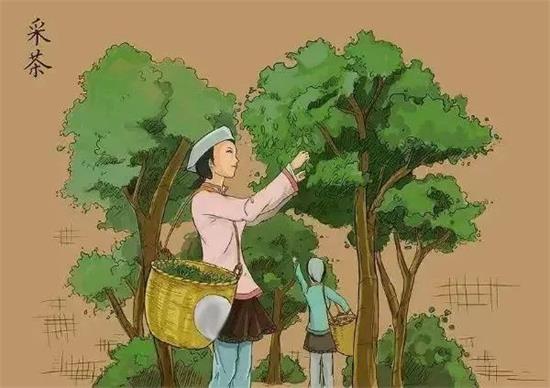 制茶八步驟，制茶工藝流程圖