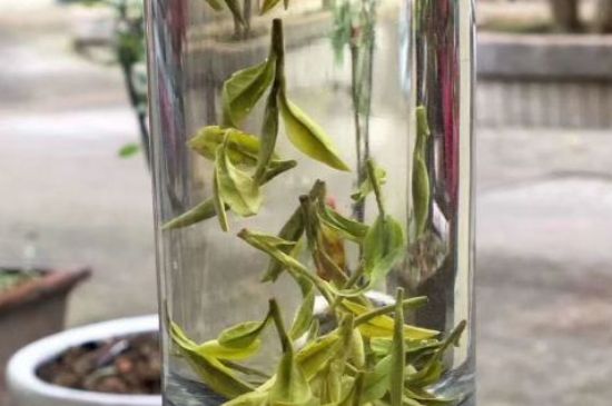 蒸汽煮茶器適合什么茶，蒸汽煮茶器適合用綠茶嗎？