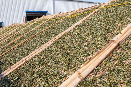 武夷巖茶的初制、精制加工工藝詳細講解