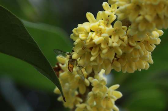 桂花茶禁忌，喝桂花茶有什么禁忌