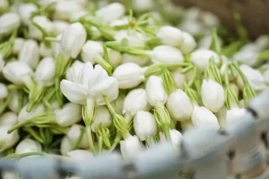 十大排毒養(yǎng)顏花茶，喝什么花茶排毒養(yǎng)顏