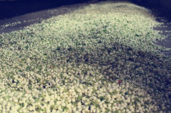 茉莉龍珠怎么做的，茉莉龍珠的制作工藝