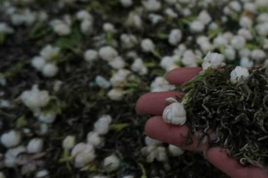 茉莉茶的種類和等級，茉莉花茶的分類