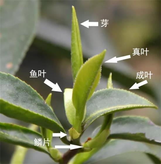 摘茶葉最快的方法，采摘茶葉怎么才能快？