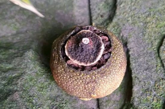 家庭自制柑普茶方法，小青柑制作9個(gè)步驟竅門（圖片）