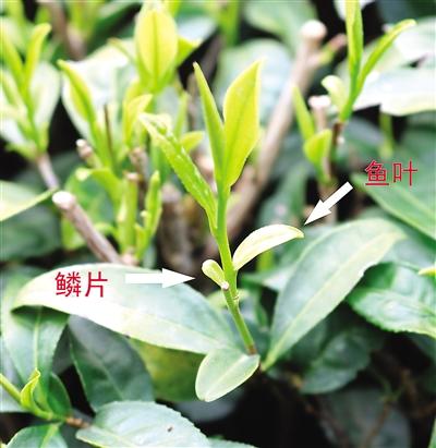 摘茶葉最快的方法，采摘茶葉怎么才能快？