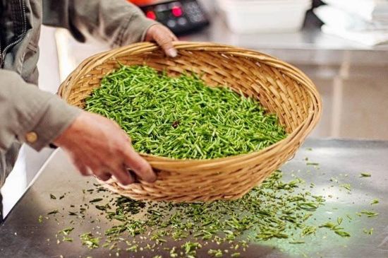 武夷巖茶的初制、精制加工工藝詳細講解