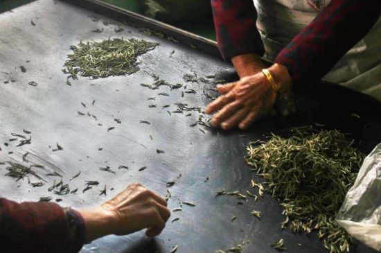 武夷巖茶的初制、精制加工工藝詳細講解