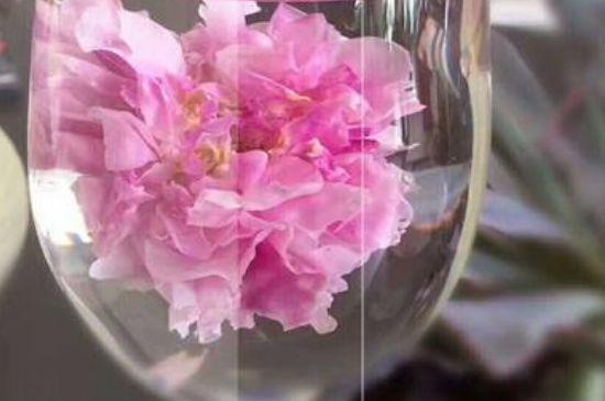 干玫瑰花泡水放幾顆，玫瑰花泡水一次放幾朵？