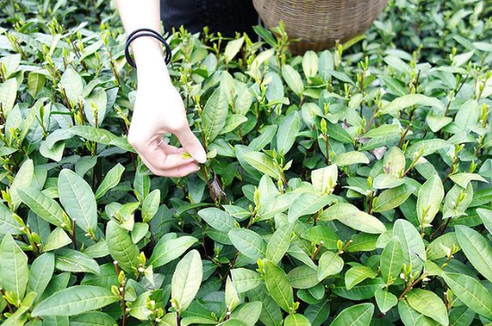 采茶的方法與步驟，如何正確采摘茶葉？