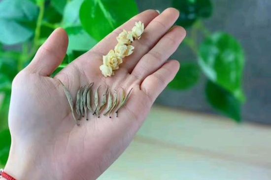 茉莉銀針口感，茉莉銀針是什么味道？