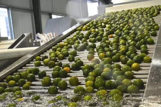 家庭自制柑普茶方法，小青柑制作9個(gè)步驟竅門（圖片）