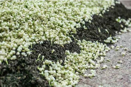 茉莉茶葉的功效與禁忌，什么人不適合喝茉莉花茶？