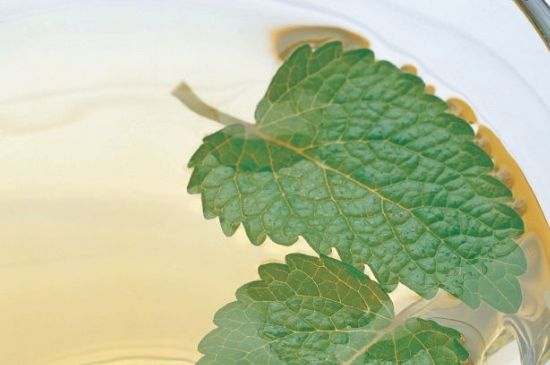 薄荷葉茶怎么制作，薄荷如何做成干茶葉