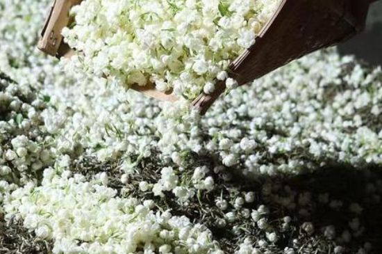 茉莉茶葉的功效與禁忌，什么人不適合喝茉莉花茶？