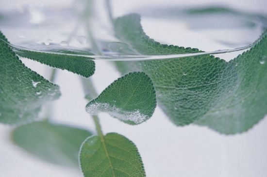 薄荷葉茶怎么制作，薄荷如何做成干茶葉