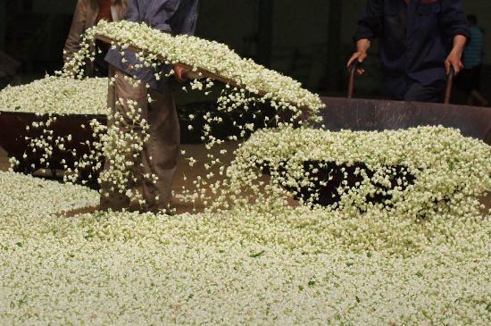 茉莉龍珠怎么做的，茉莉龍珠的制作工藝