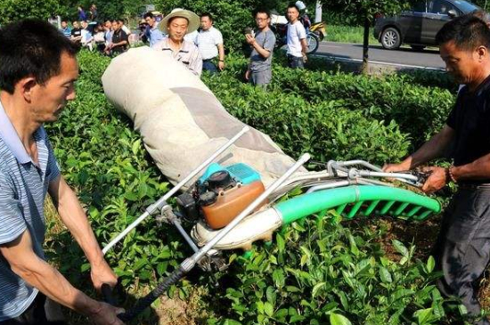 采茶的方法與步驟，如何正確采摘茶葉？
