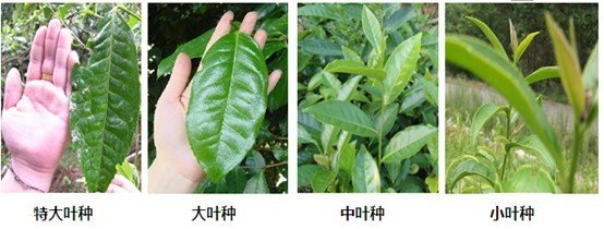 摘茶葉最快的方法，采摘茶葉怎么才能快？
