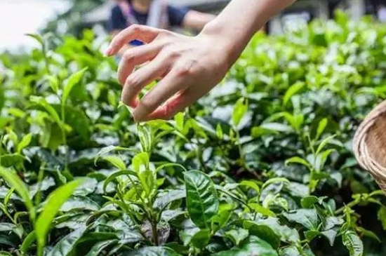 綠茶加工工藝流程圖，綠茶的加工制作包含哪幾個(gè)步驟？