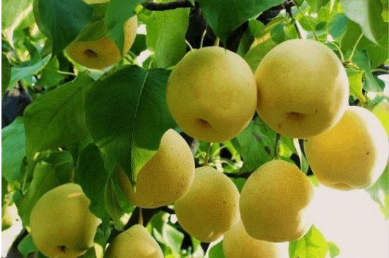 一把真正的本山綠泥壺最低多少錢，什么價格能買到本山綠泥紫砂壺？