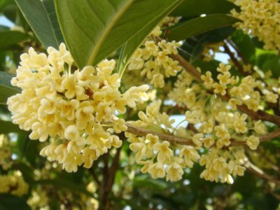 桂花泡茶禁忌，桂花泡水喝的9大禁忌