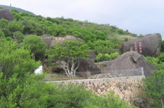 宋種一號(hào)價(jià)值為什么高，鳳凰單樅宋種1號(hào)價(jià)格與產(chǎn)量多少？