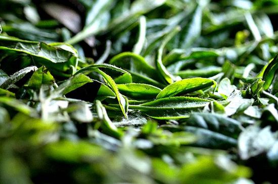 荒野銀針市場價多少，真正的荒野白毫銀針多少錢？