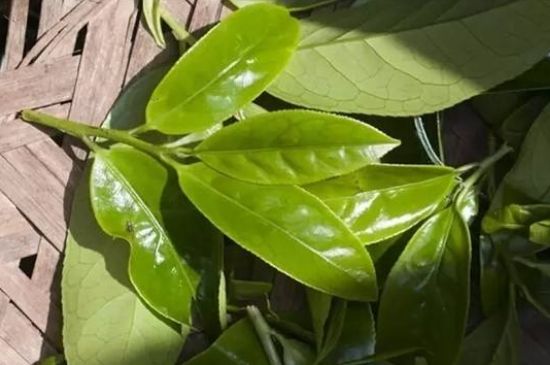 鴨屎香茶哪些人不能飲，什么人不能喝鴨屎香