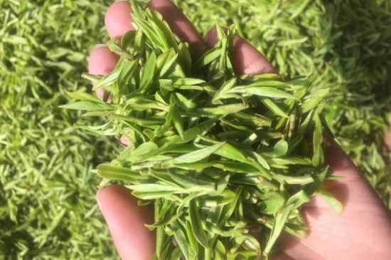 龍井好喝還是毛尖好喝，綠茶是龍井好還是毛尖好？