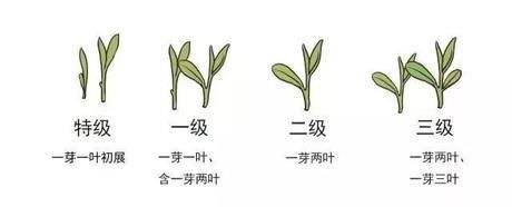 烏牛早和龍井的區(qū)別圖片，龍井43號(hào)和烏牛早茶的對(duì)比