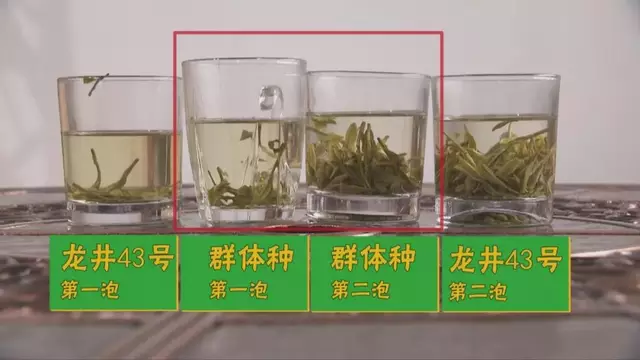 烏牛早和龍井的區(qū)別圖片，龍井43號(hào)和烏牛早茶的對(duì)比